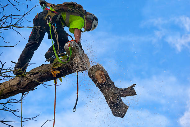 Professional Tree Care in Williston, SC